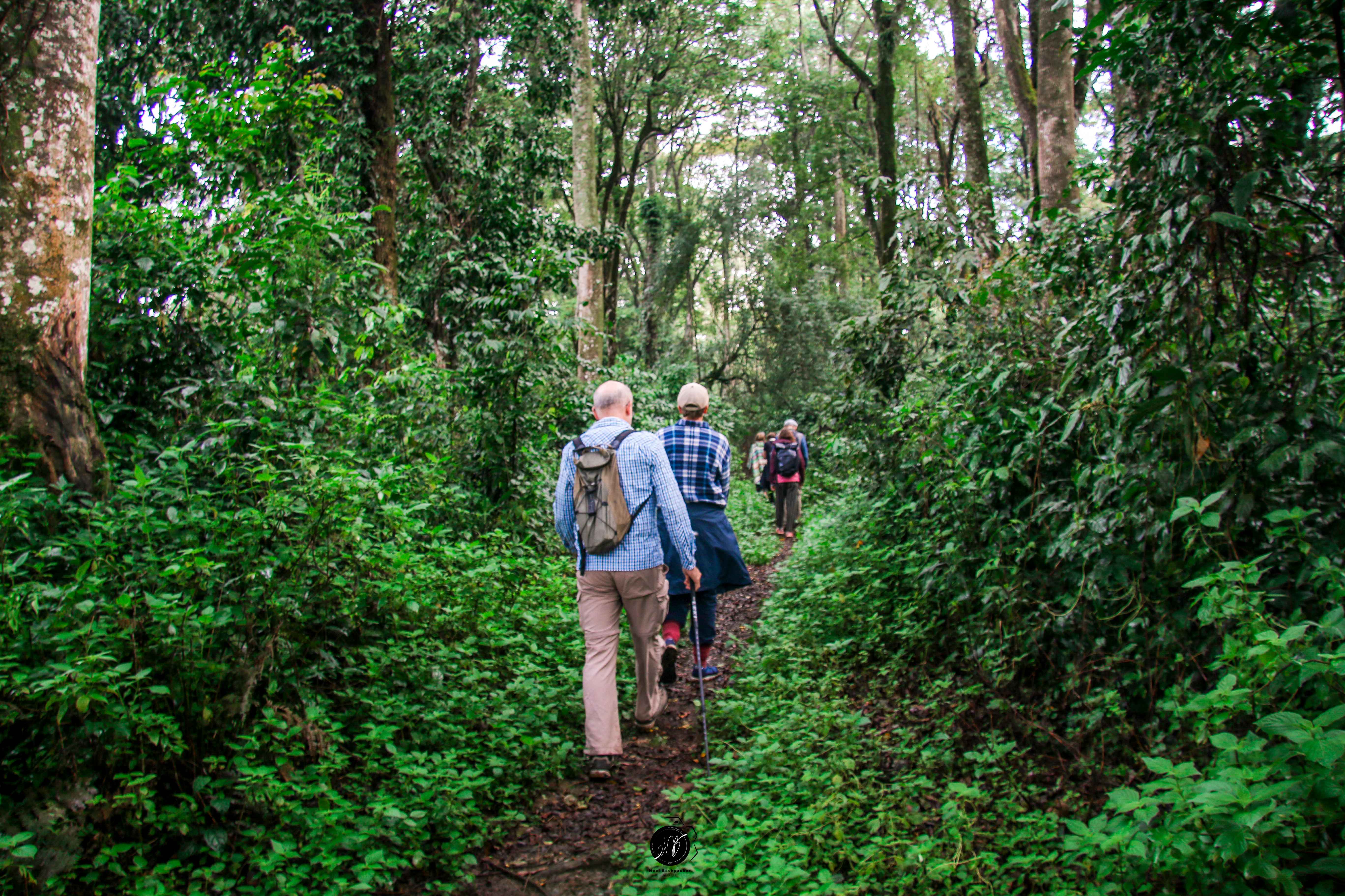 Kakamega Tour, 3 Days: county tour in Kakamega Forest, Kakamega County, Kenya